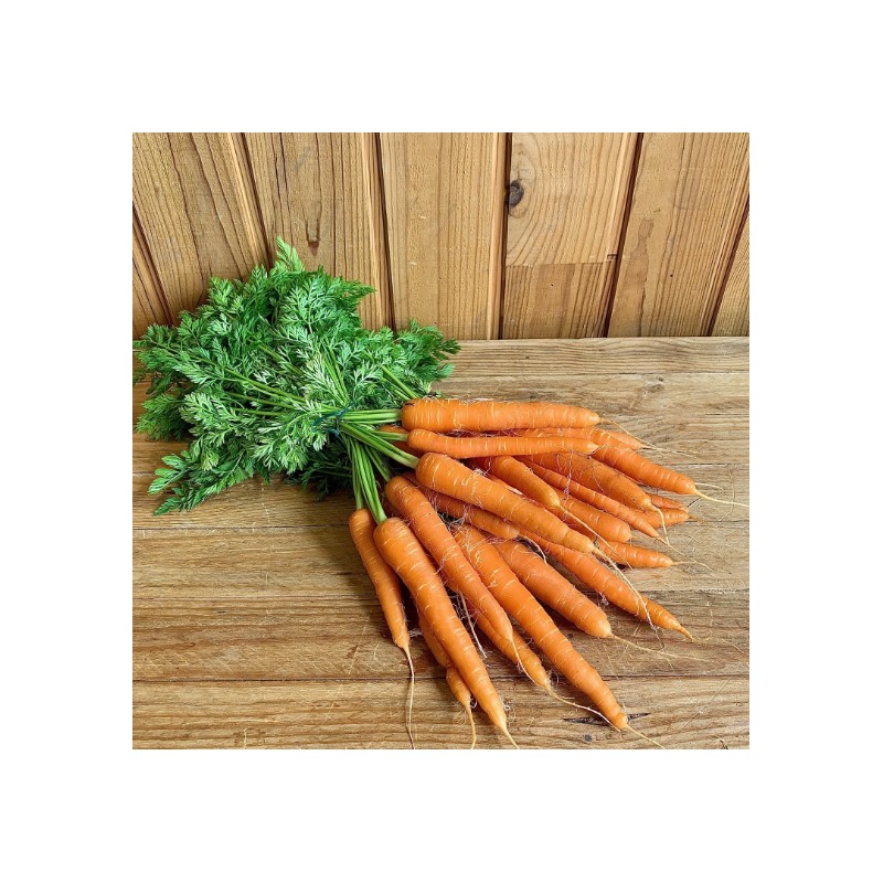 Carotte Bio Nouvelle botte (600g) - Image du produit