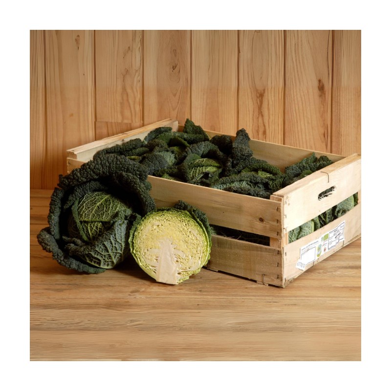 Chou Frisé Bio (1 pièce)
