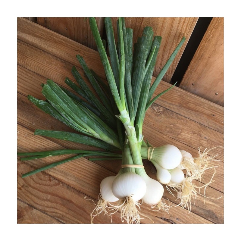 Oignon Blanc Botte bio (la botte)
