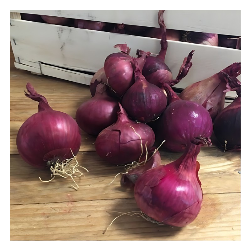 Oignon Rouge Bio ( 500 grs )