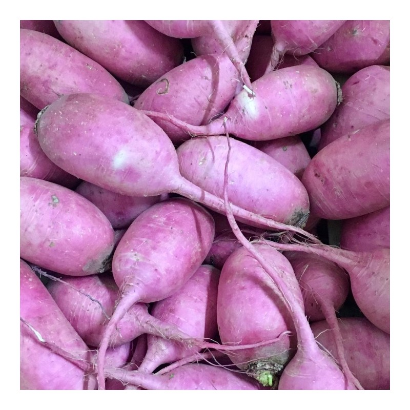 Radis Long Asiatique Pink Meat