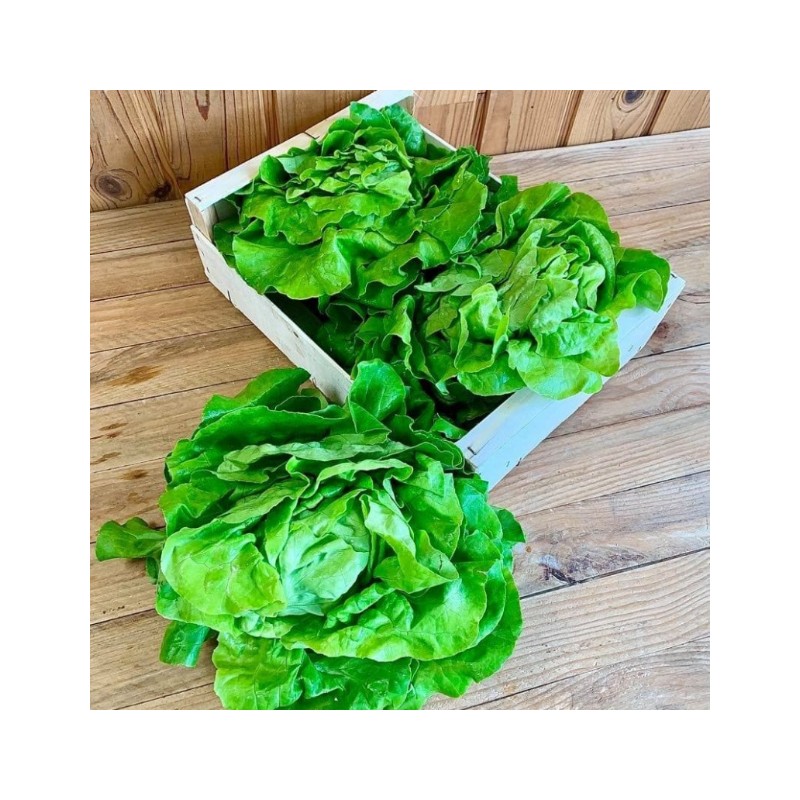Salade Laitue bio (1 pièce)