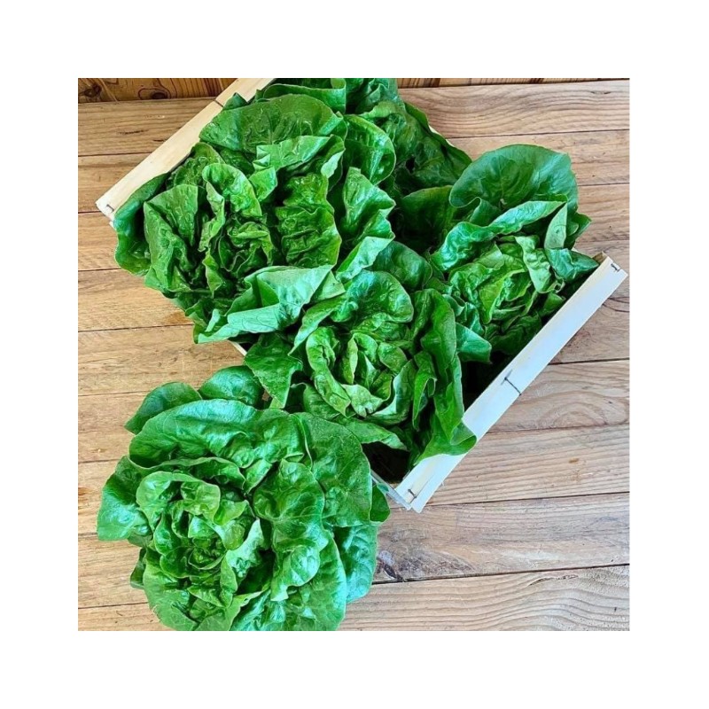 Salade Sucrine bio (la pièce)