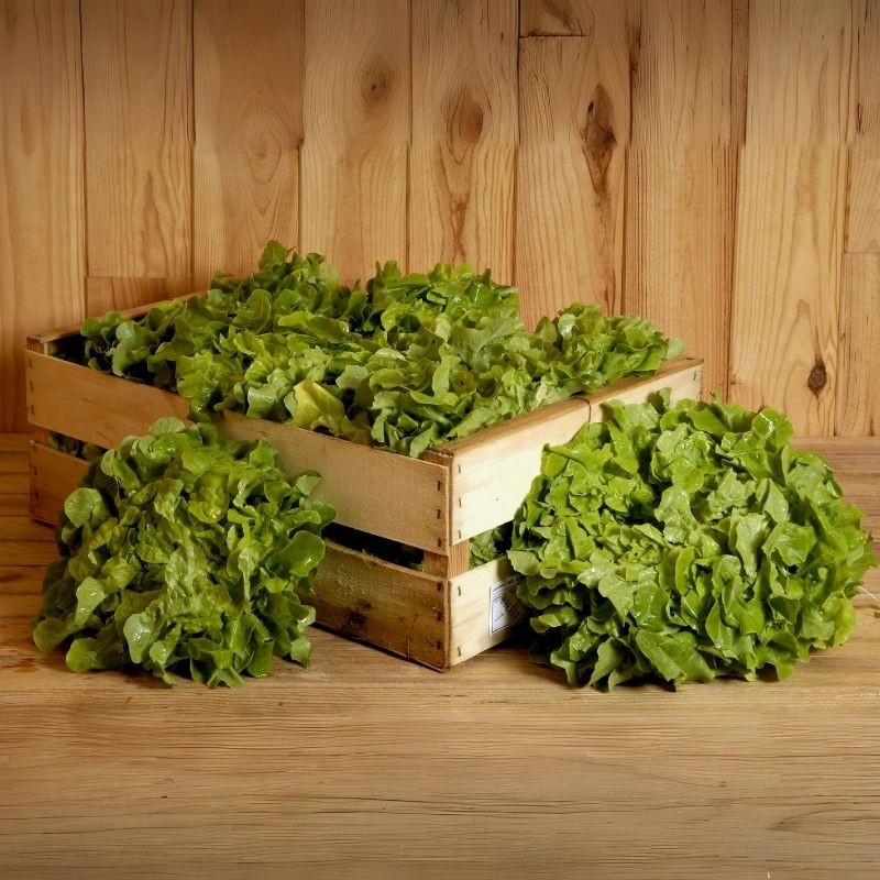 Salade Feuille De Chêne bio