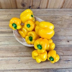 Poivron Jaune Carré bio (500 grs)