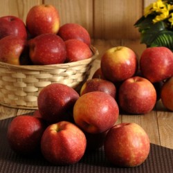 Pomme Dalinette bio (1kg)