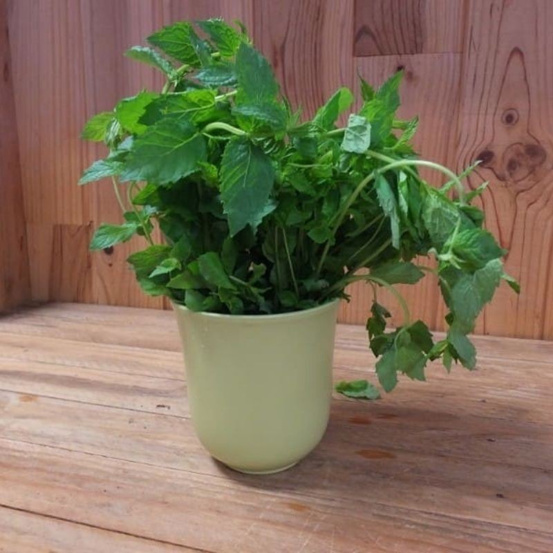 Menthe Verte bio ( la botte )