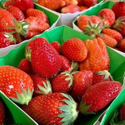 Fraise Bio Ciflorette (250 g)