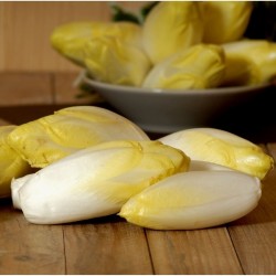 Endive Bio (500 g)