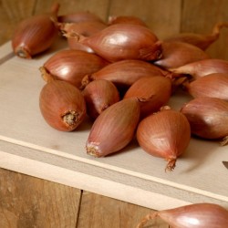 Echalotte Bio (250 g)